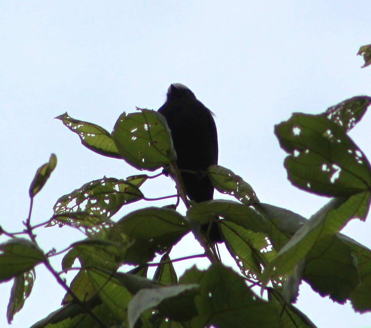 Long-tailed Tyrant - Pedro Behne