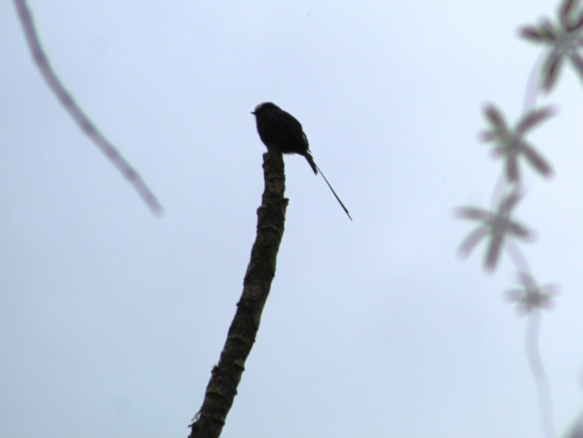 Long-tailed Tyrant - ML620652843