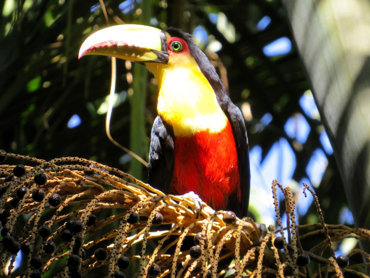 Red-breasted Toucan - ML620652844