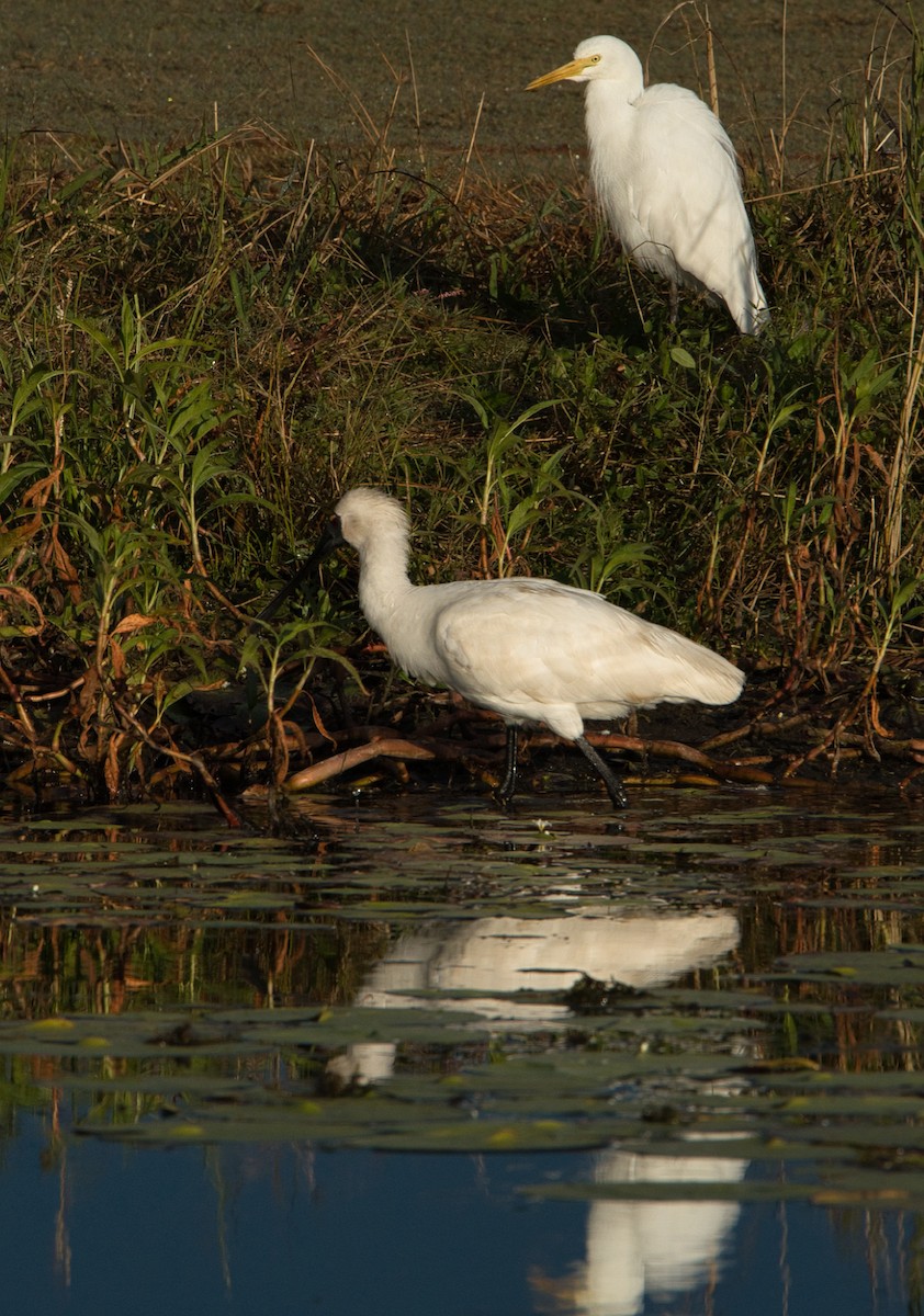 Royal Spoonbill - ML620652851