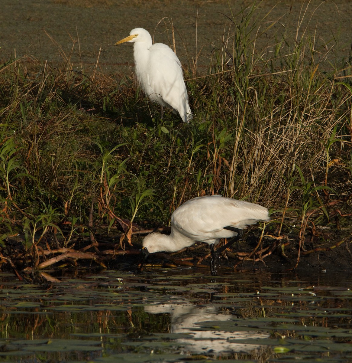 Royal Spoonbill - ML620652852