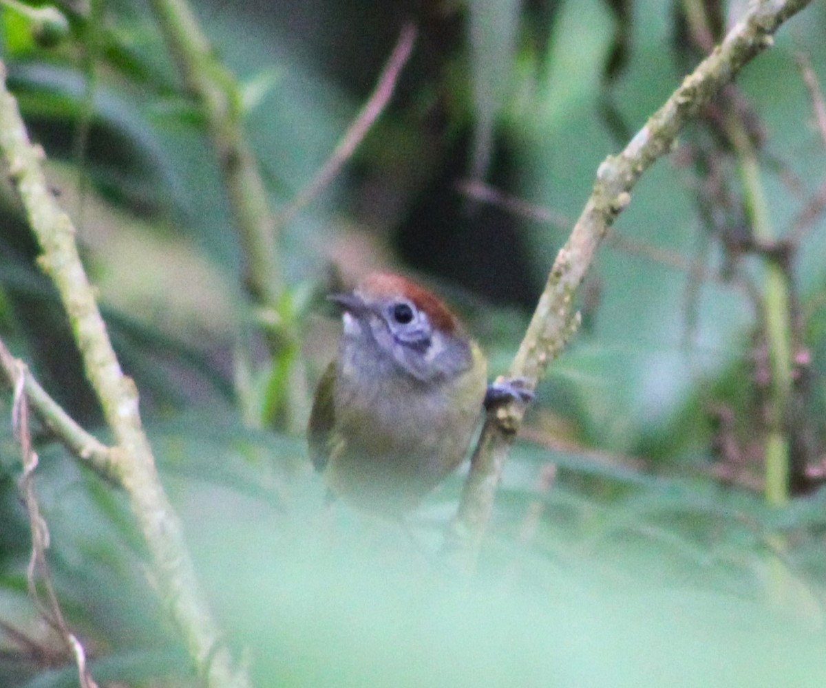 Rufous-crowned Greenlet - ML620652858