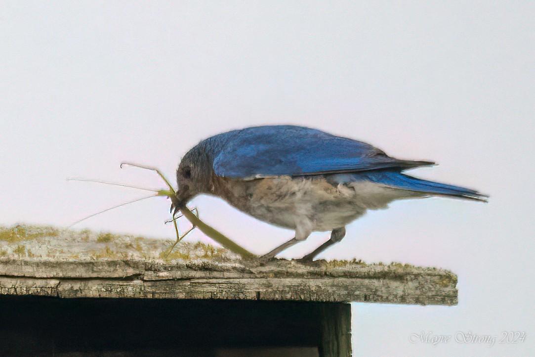 Eastern Bluebird - ML620652863