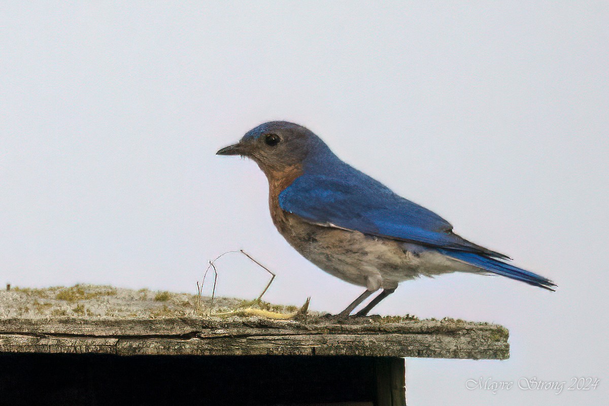 Eastern Bluebird - Mayve Strong