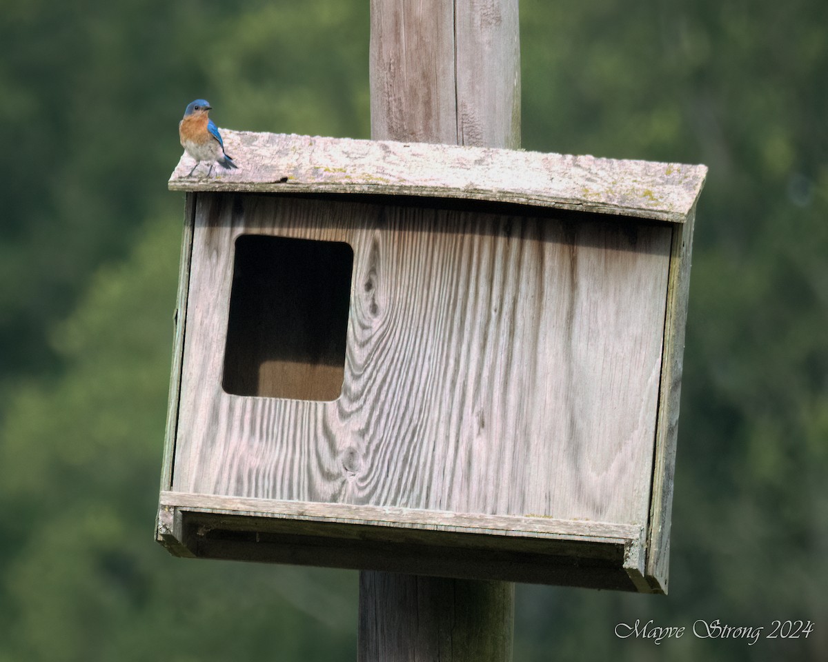 Eastern Bluebird - ML620652866