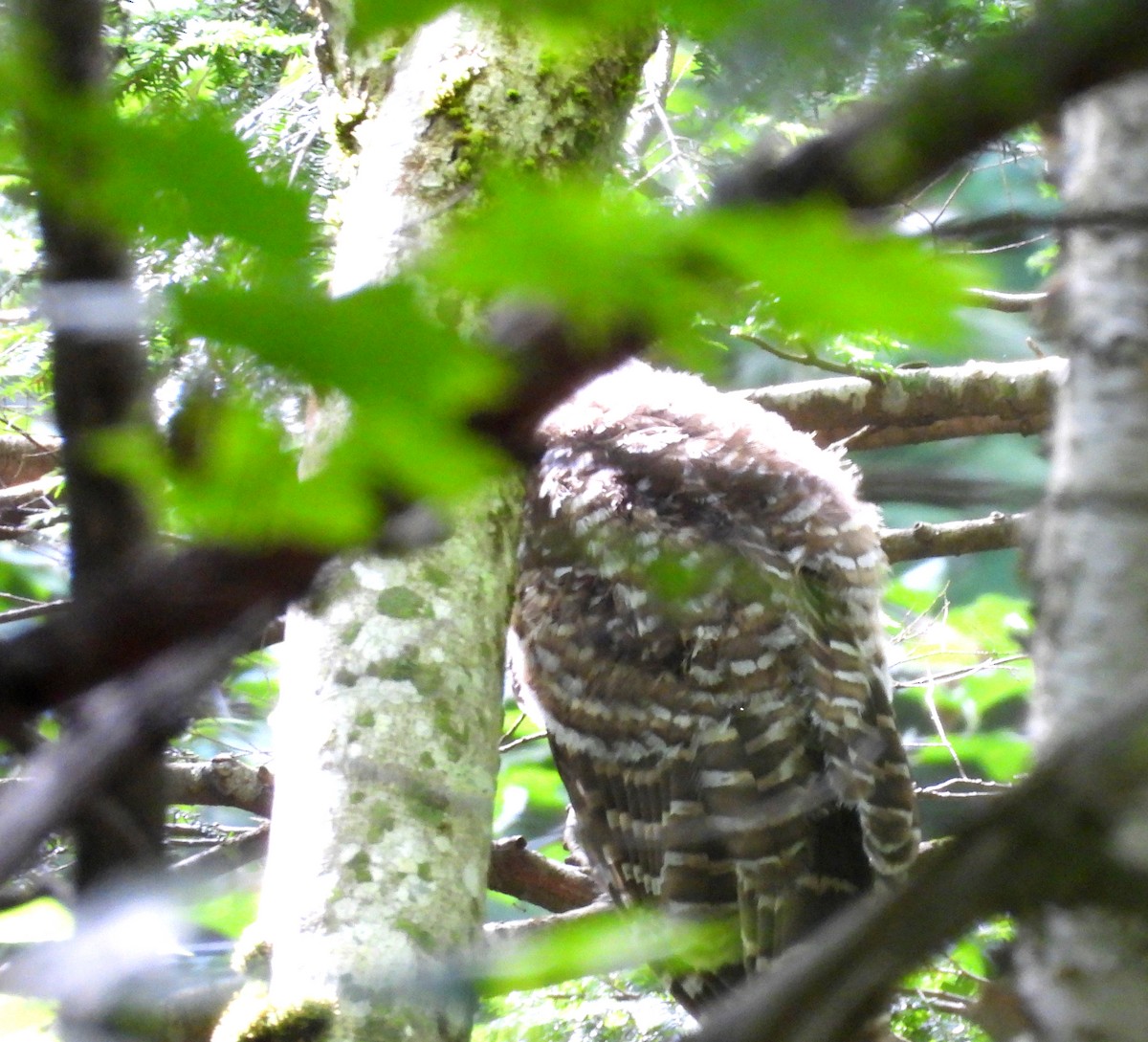 Barred Owl - ML620652872