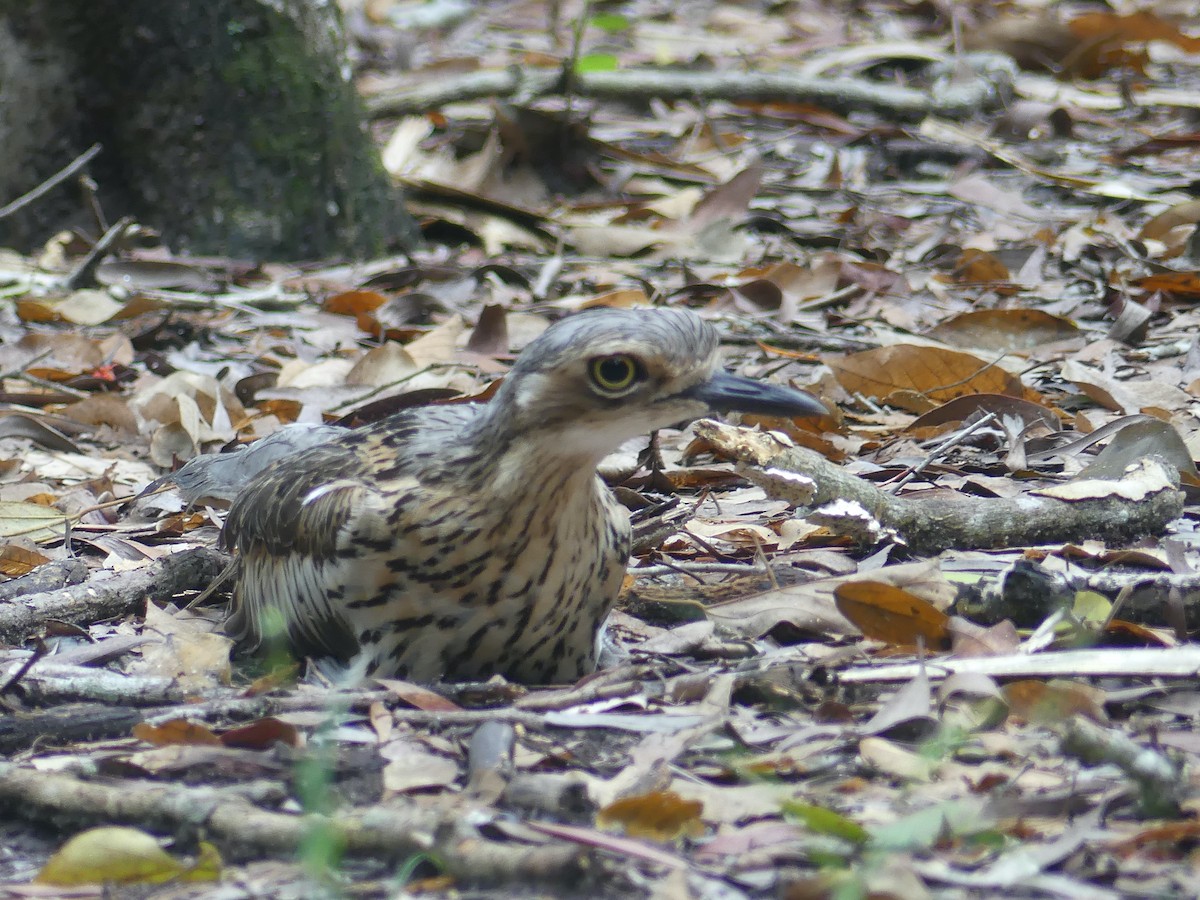 Bush Thick-knee - ML620652883