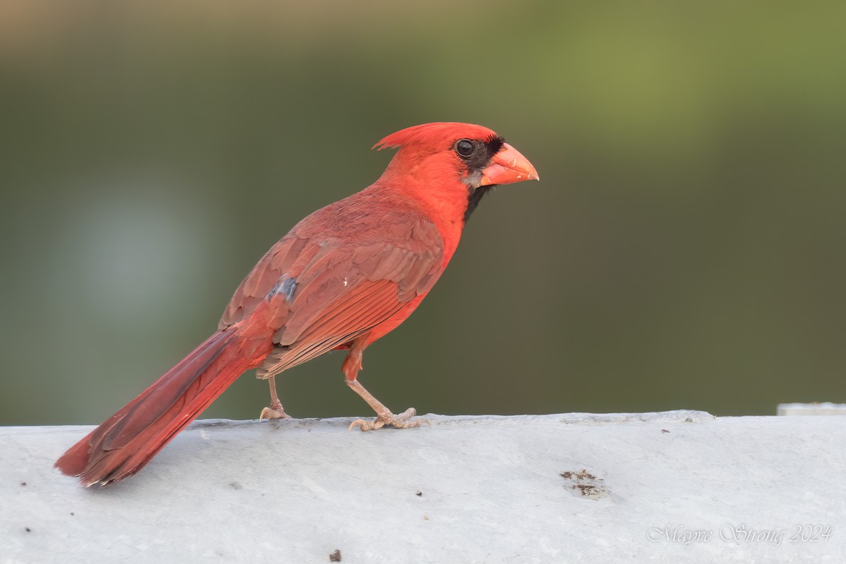 Northern Cardinal - Mayve Strong