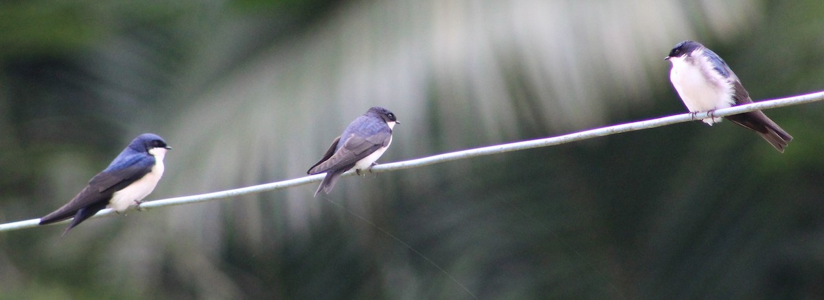 Blue-and-white Swallow - ML620652901