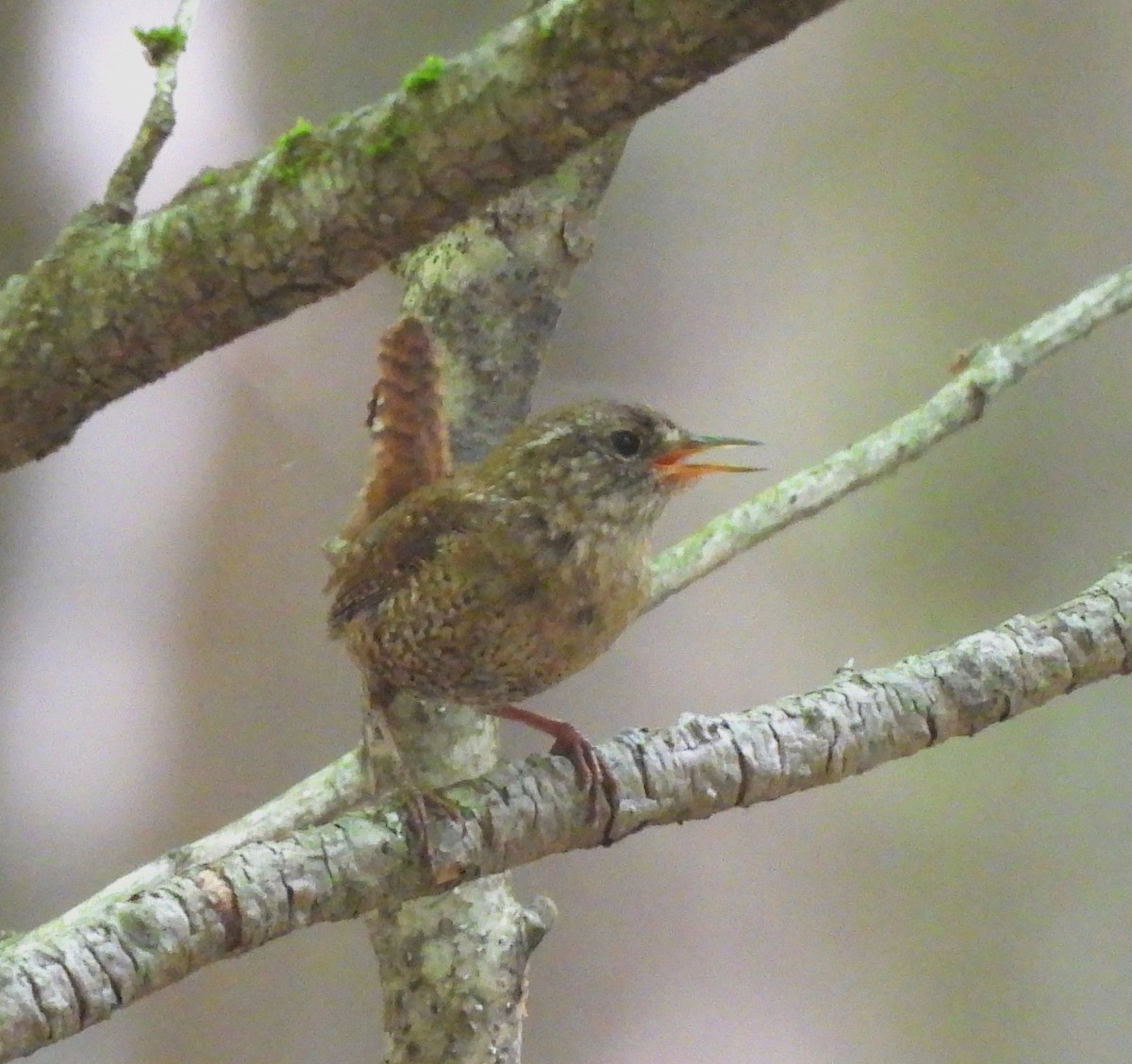 Winter Wren - ML620652902