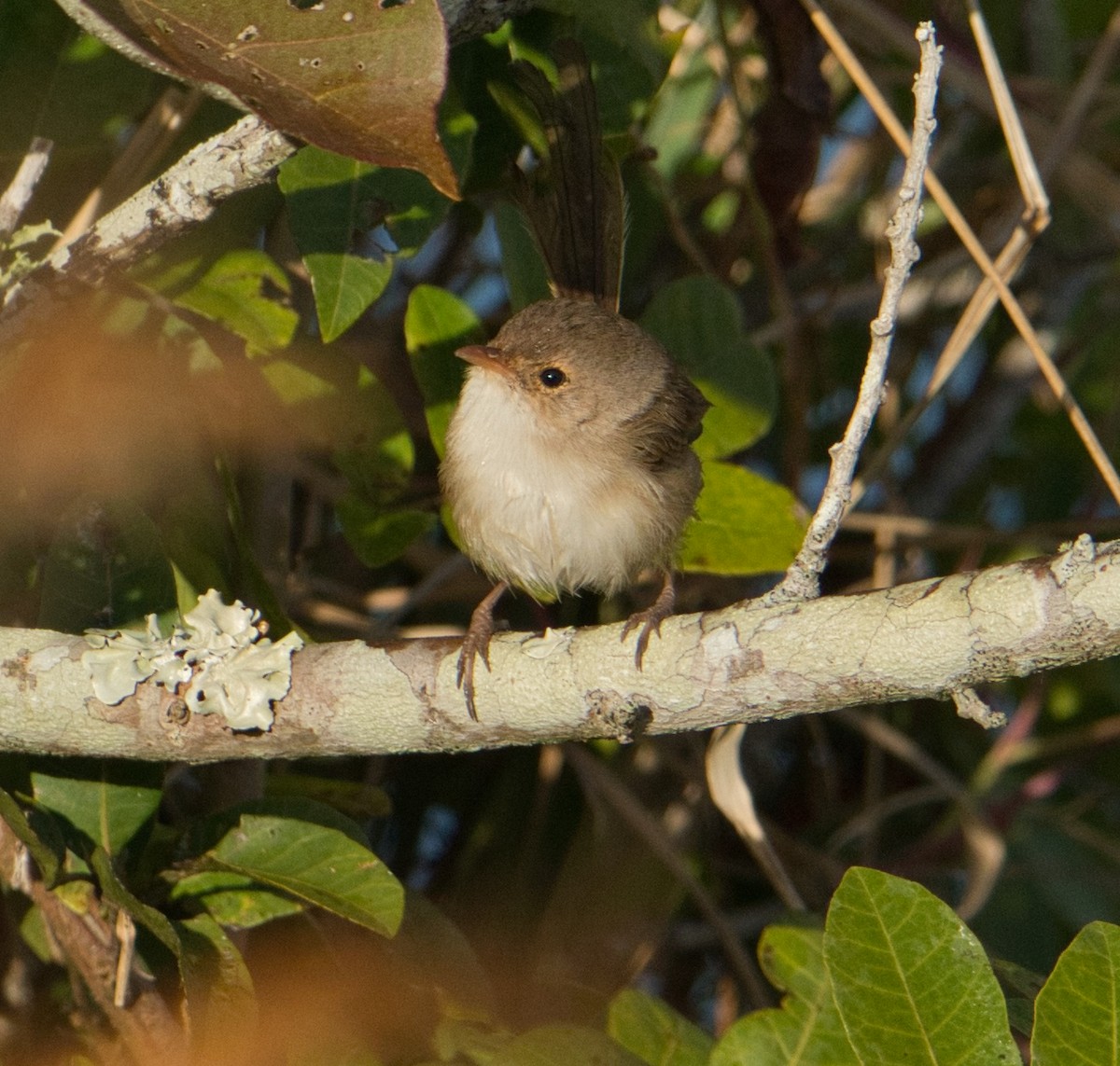 Red-backed Fairywren - ML620652906