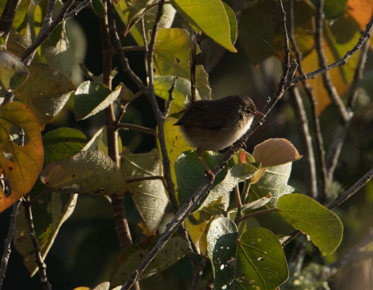 Red-backed Fairywren - ML620652907