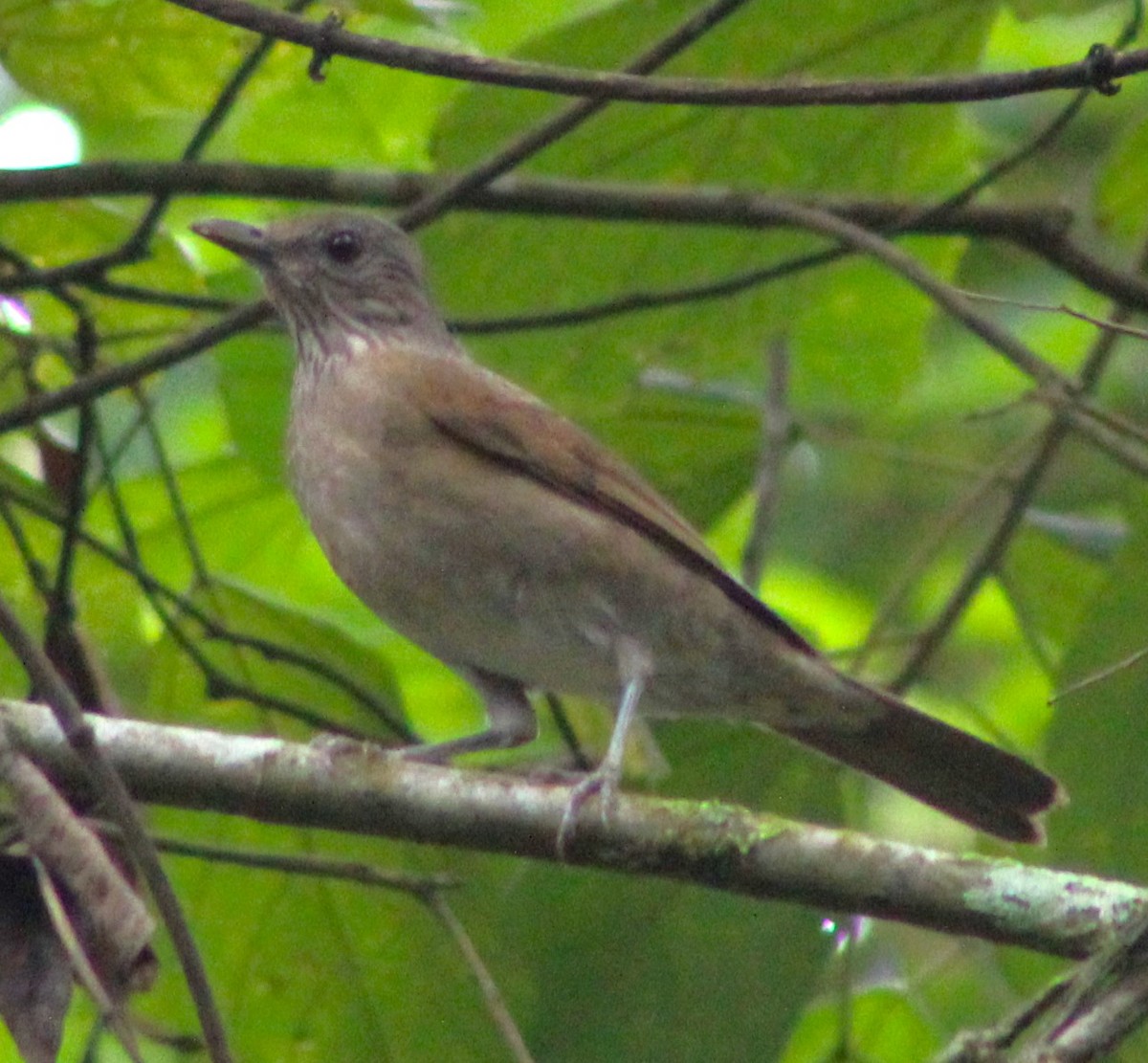 Pale-breasted Thrush - ML620652911