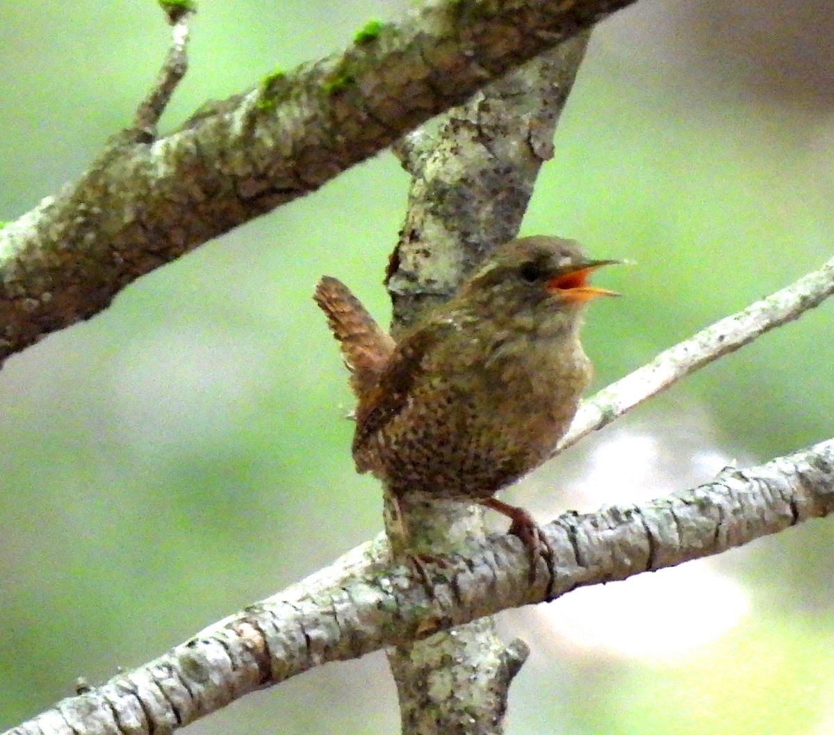 Winter Wren - ML620652913