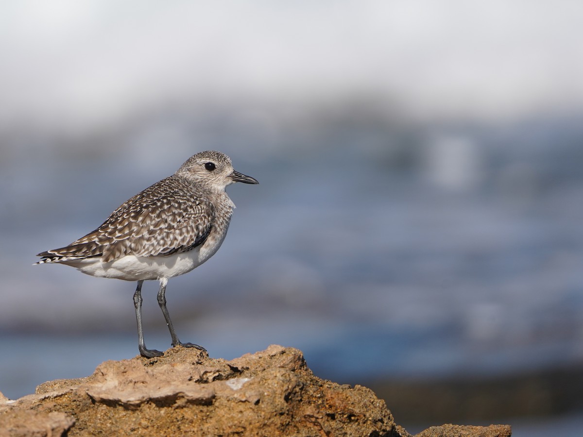 Black-bellied Plover - ML620652922