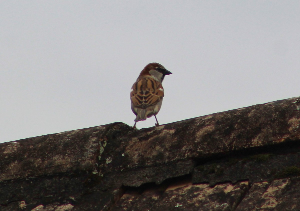 Moineau domestique - ML620652923