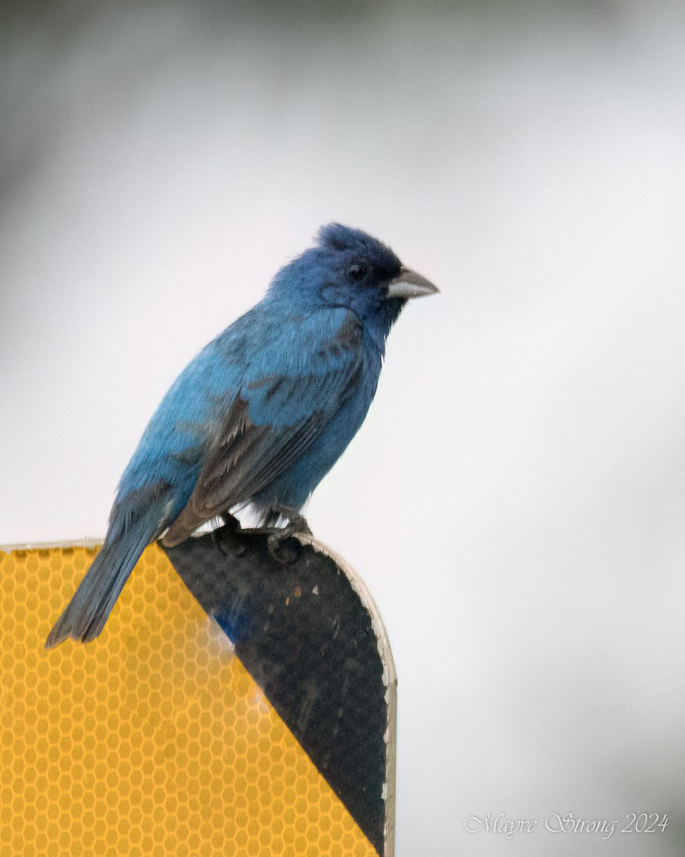 Indigo Bunting - ML620652924