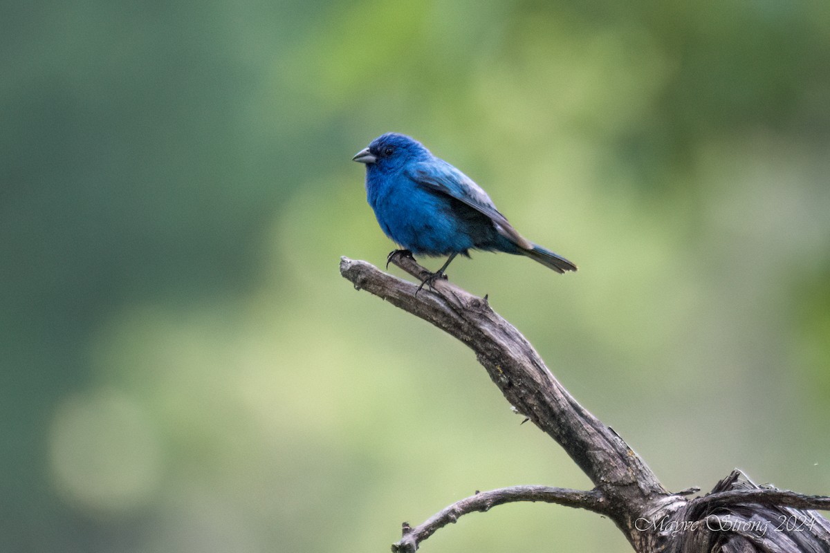 Indigo Bunting - ML620652926