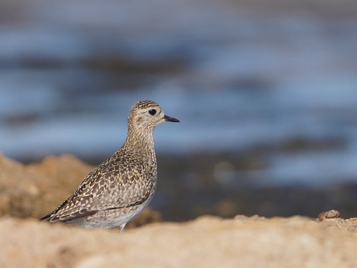 Chorlito Dorado Europeo - ML620652927