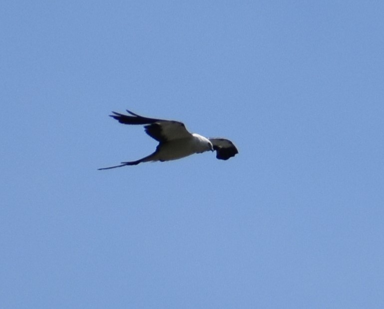 Swallow-tailed Kite - ML620652928