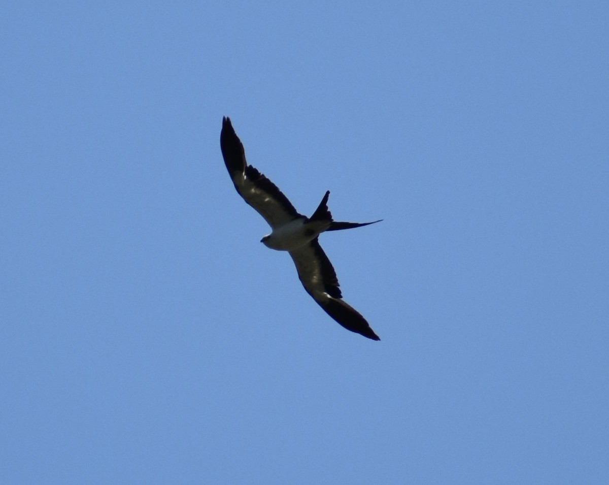 Swallow-tailed Kite - ML620652929