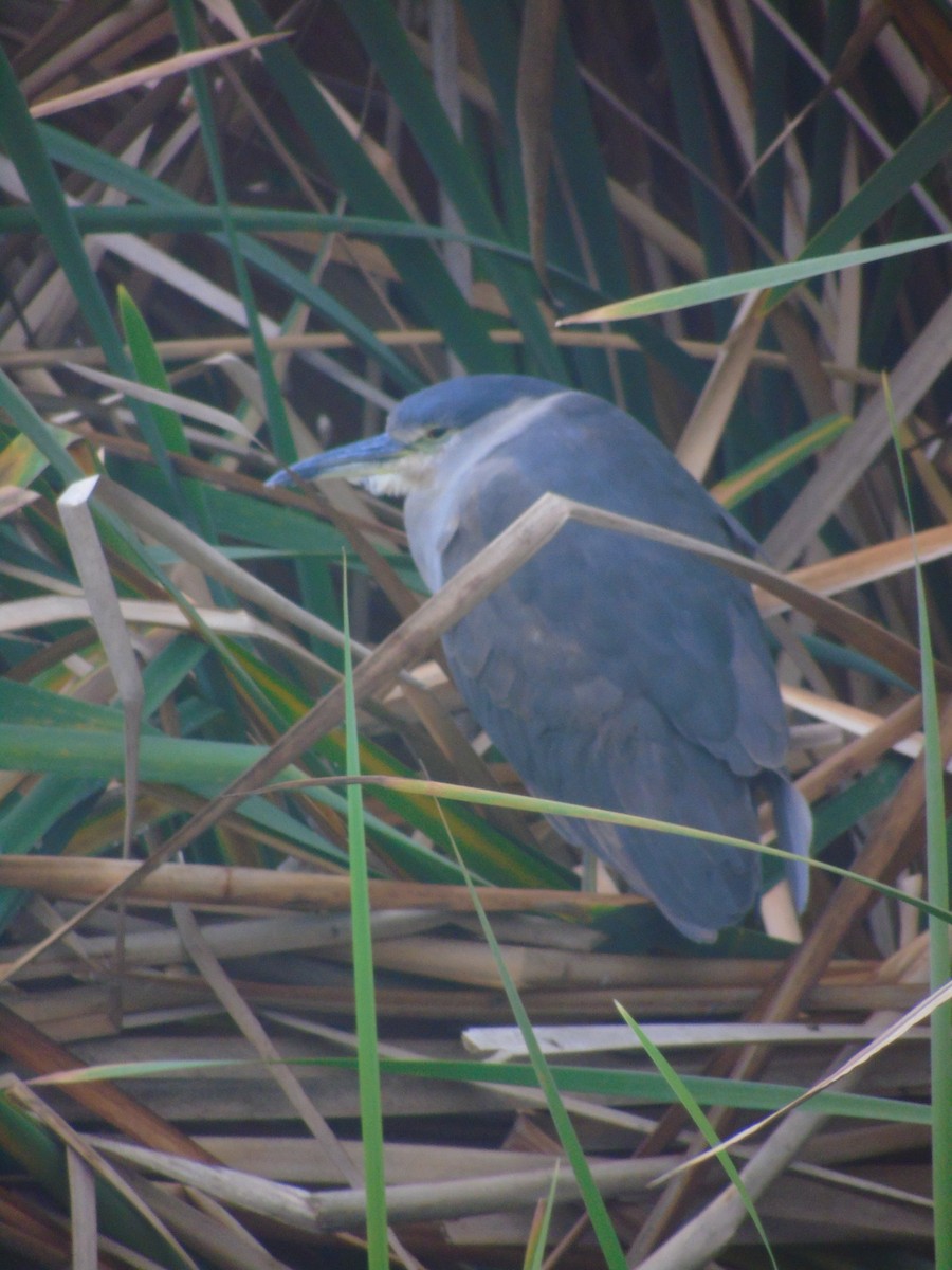 Black-crowned Night Heron - ML620652930