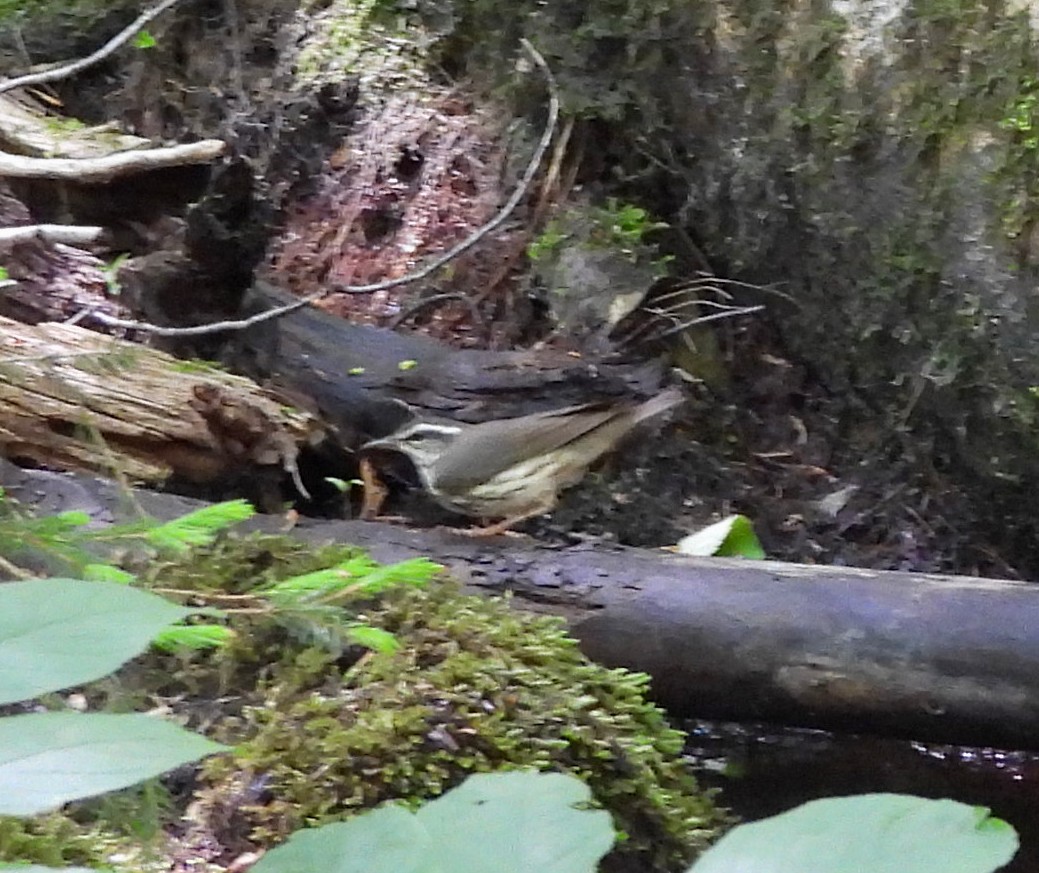 Louisiana Waterthrush - ML620652932