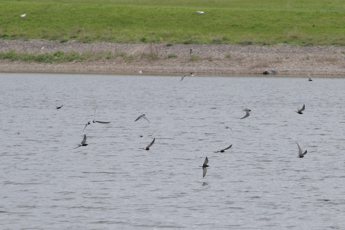 Black Tern - ML620652936