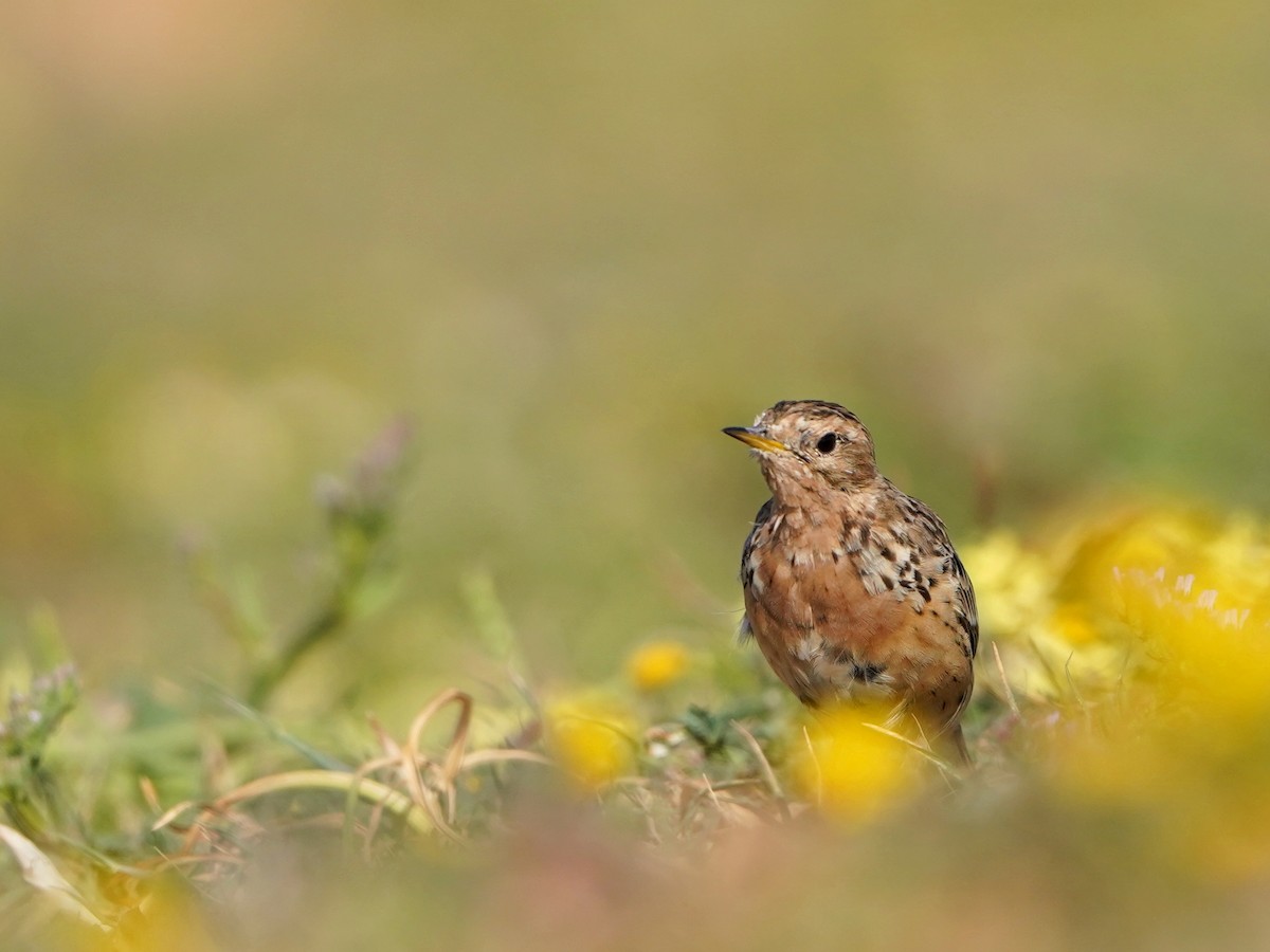 Red-throated Pipit - ML620652937