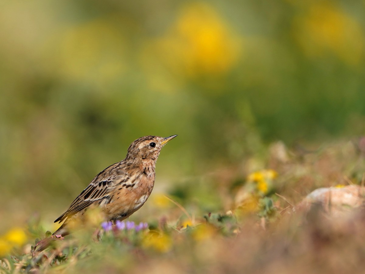 Red-throated Pipit - ML620652938