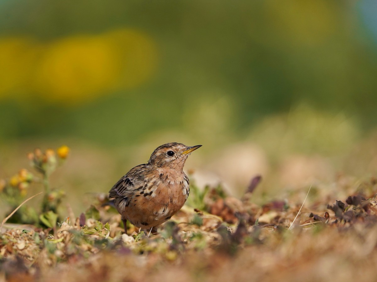 Red-throated Pipit - ML620652939
