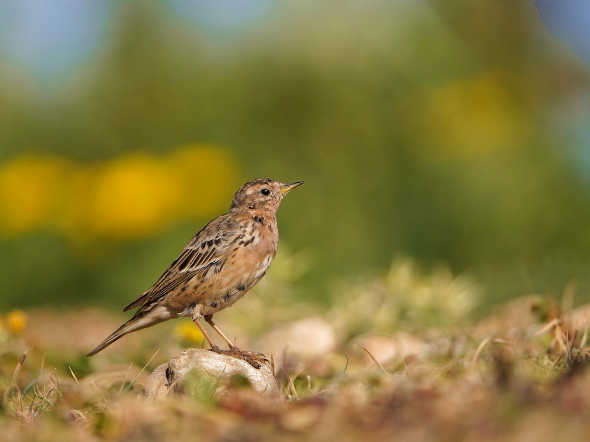 Red-throated Pipit - ML620652940