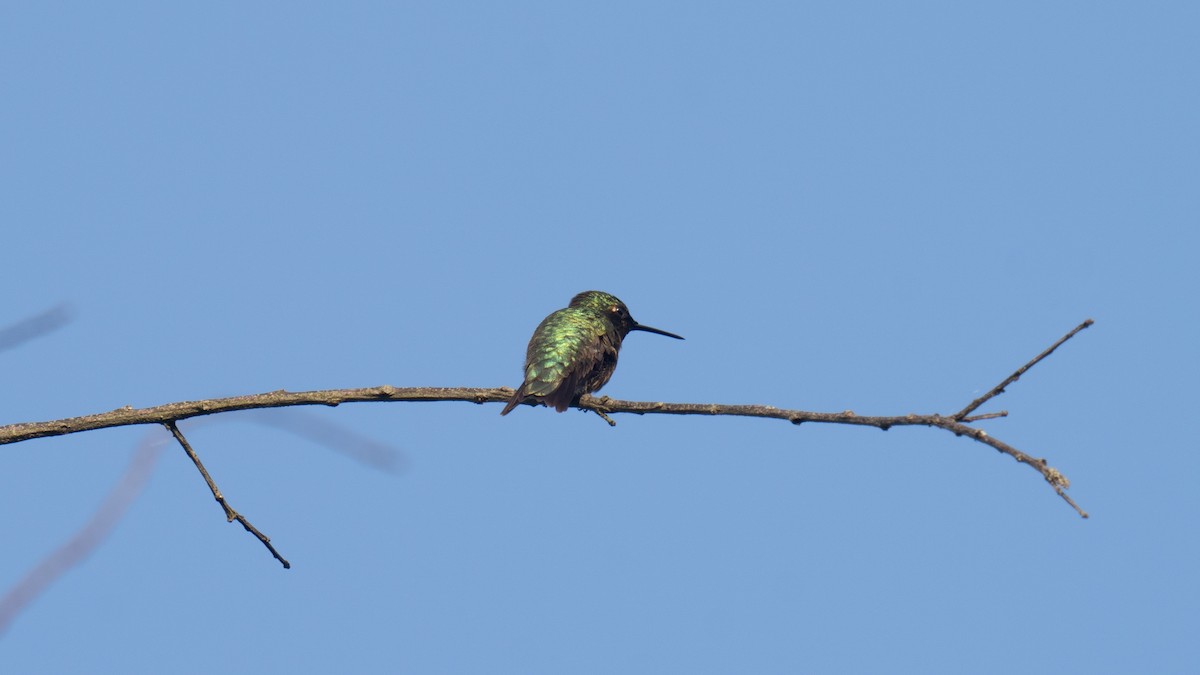 Colibri à gorge rubis - ML620652945