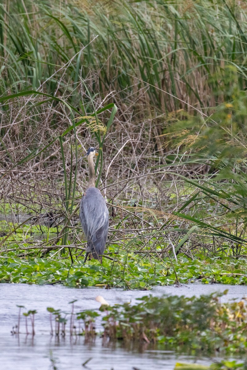 Great Blue Heron - ML620652946