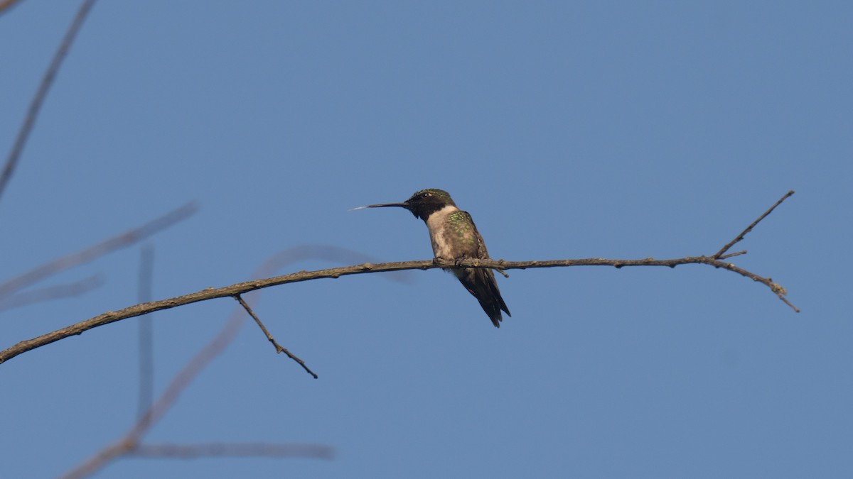 Yakut Boğazlı Kolibri - ML620652948