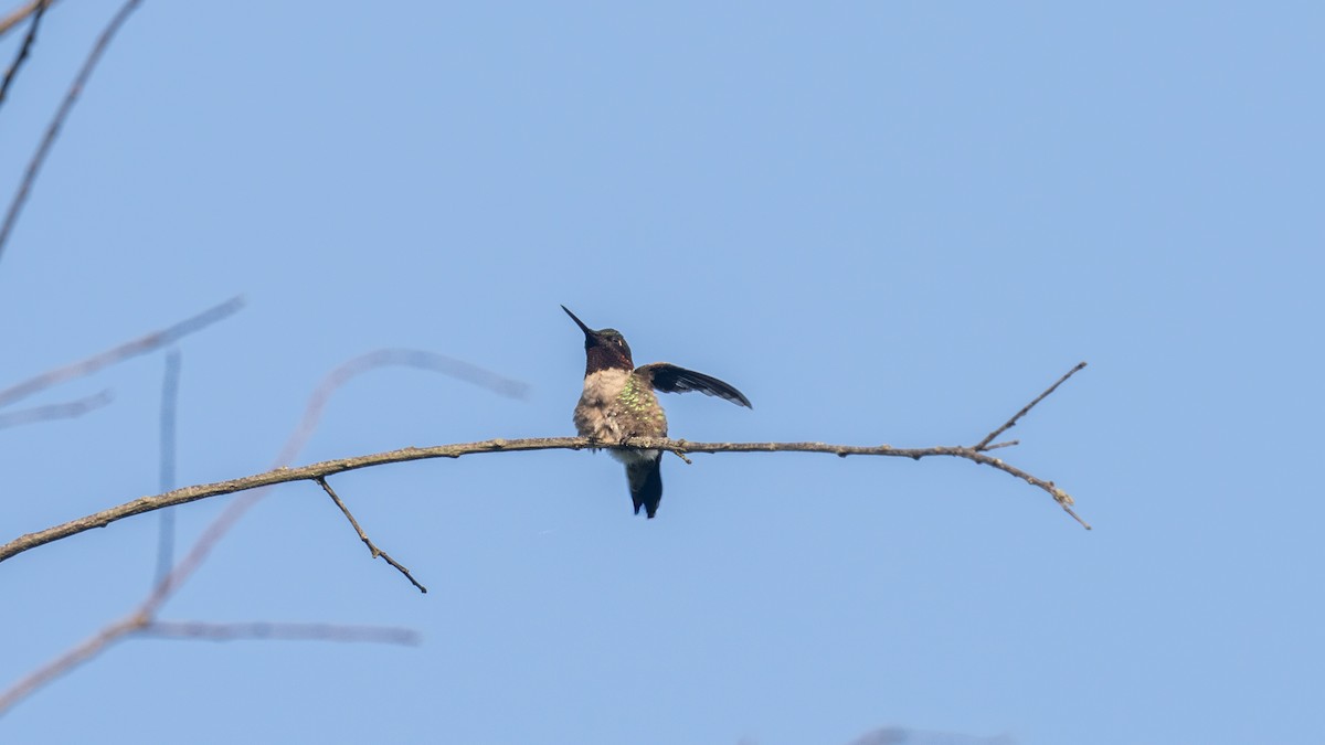 Colibri à gorge rubis - ML620652949