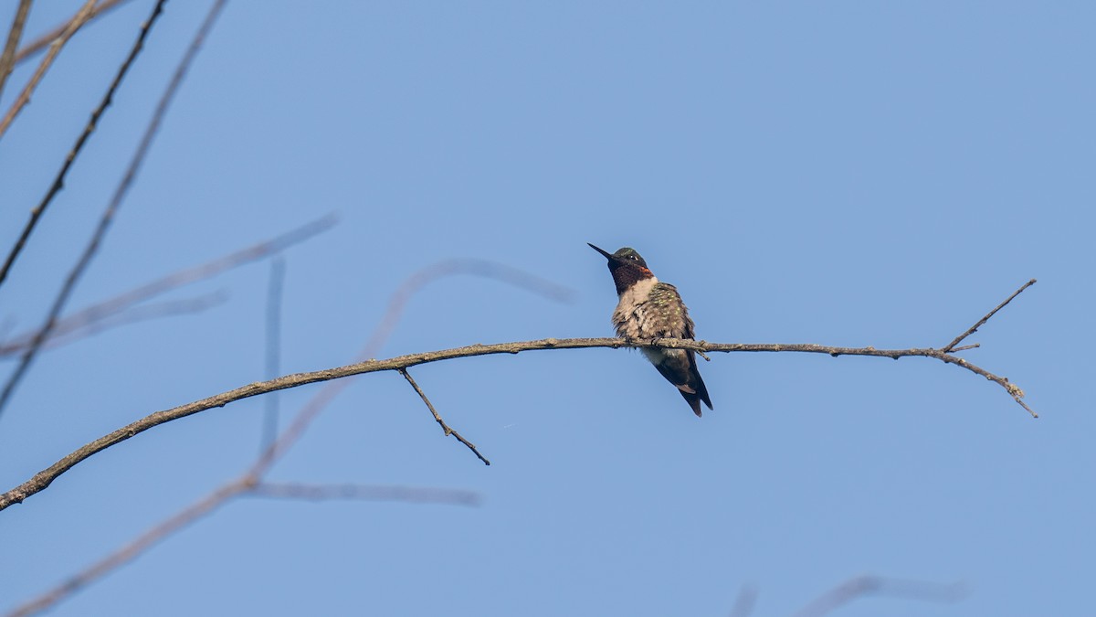 Colibrí Gorjirrubí - ML620652950