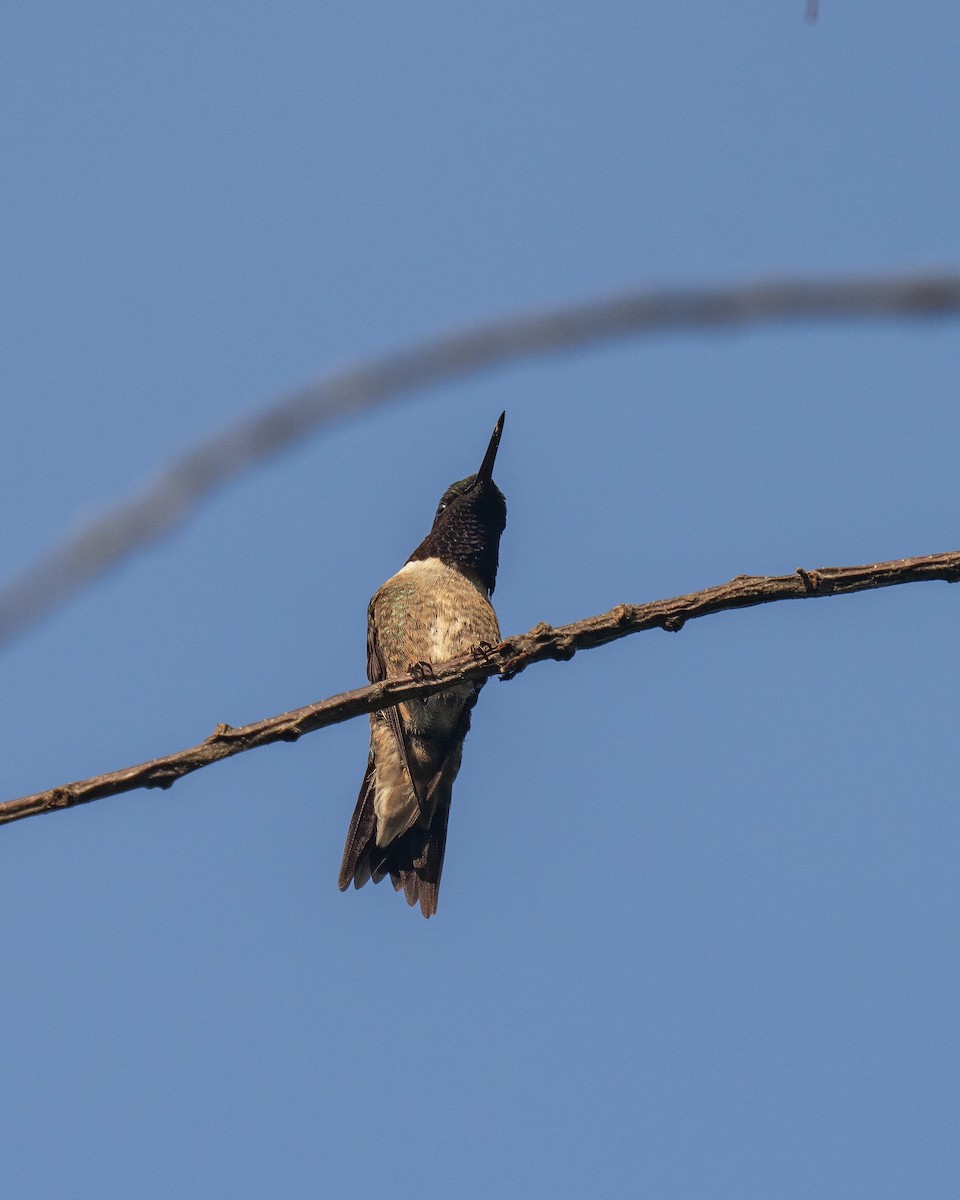 Yakut Boğazlı Kolibri - ML620652952