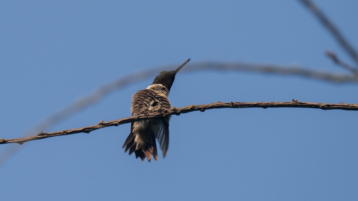 Colibri à gorge rubis - ML620652953