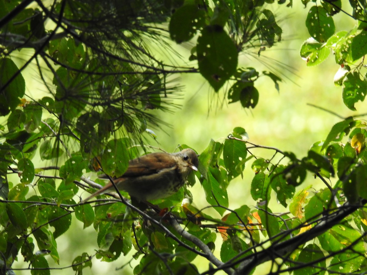 Hermit Thrush - ML620652954