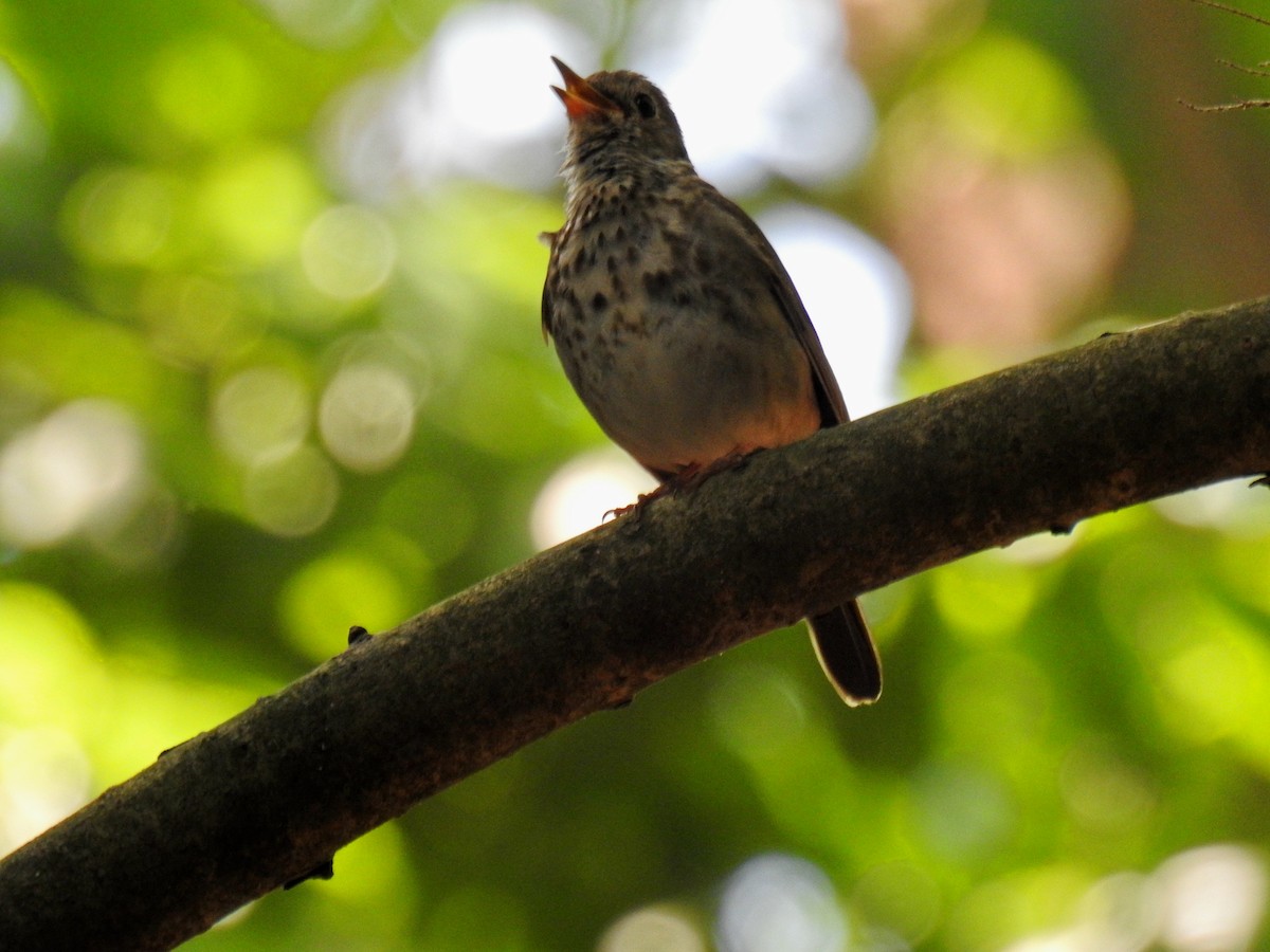 Hermit Thrush - ML620652956