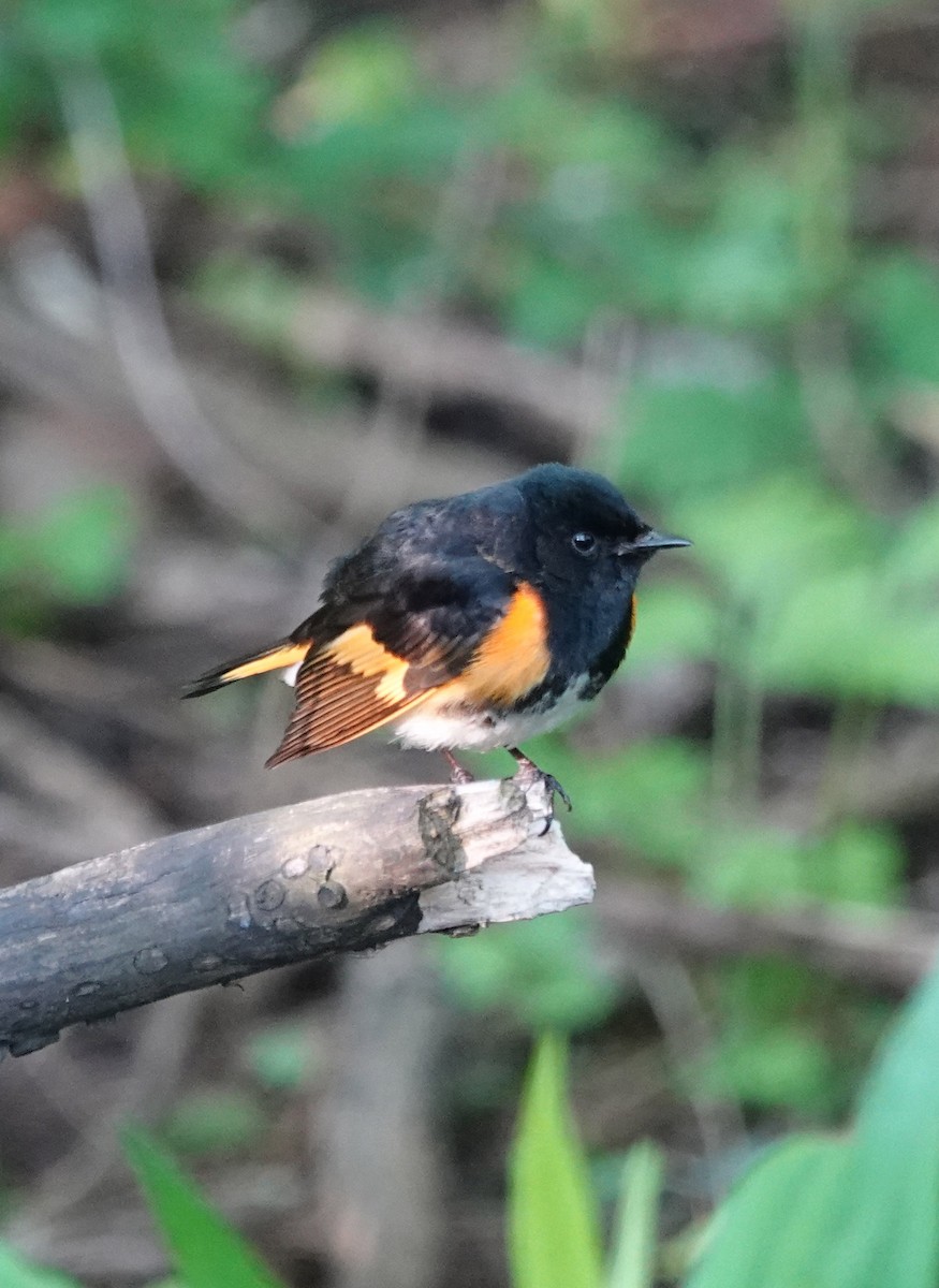 American Redstart - ML620652957