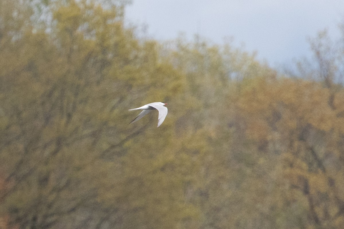 Common Tern - ML620652962