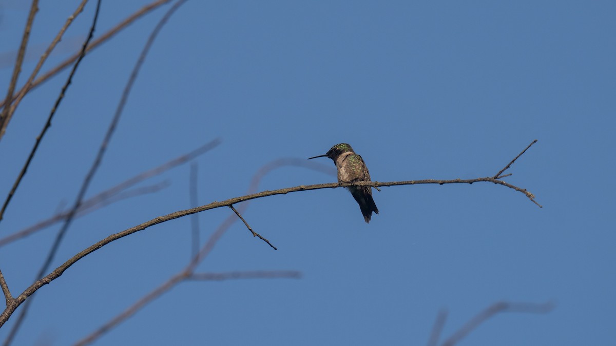 Ruby-throated Hummingbird - ML620652965