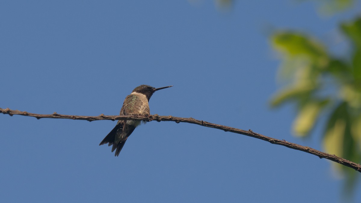 Colibri à gorge rubis - ML620652969