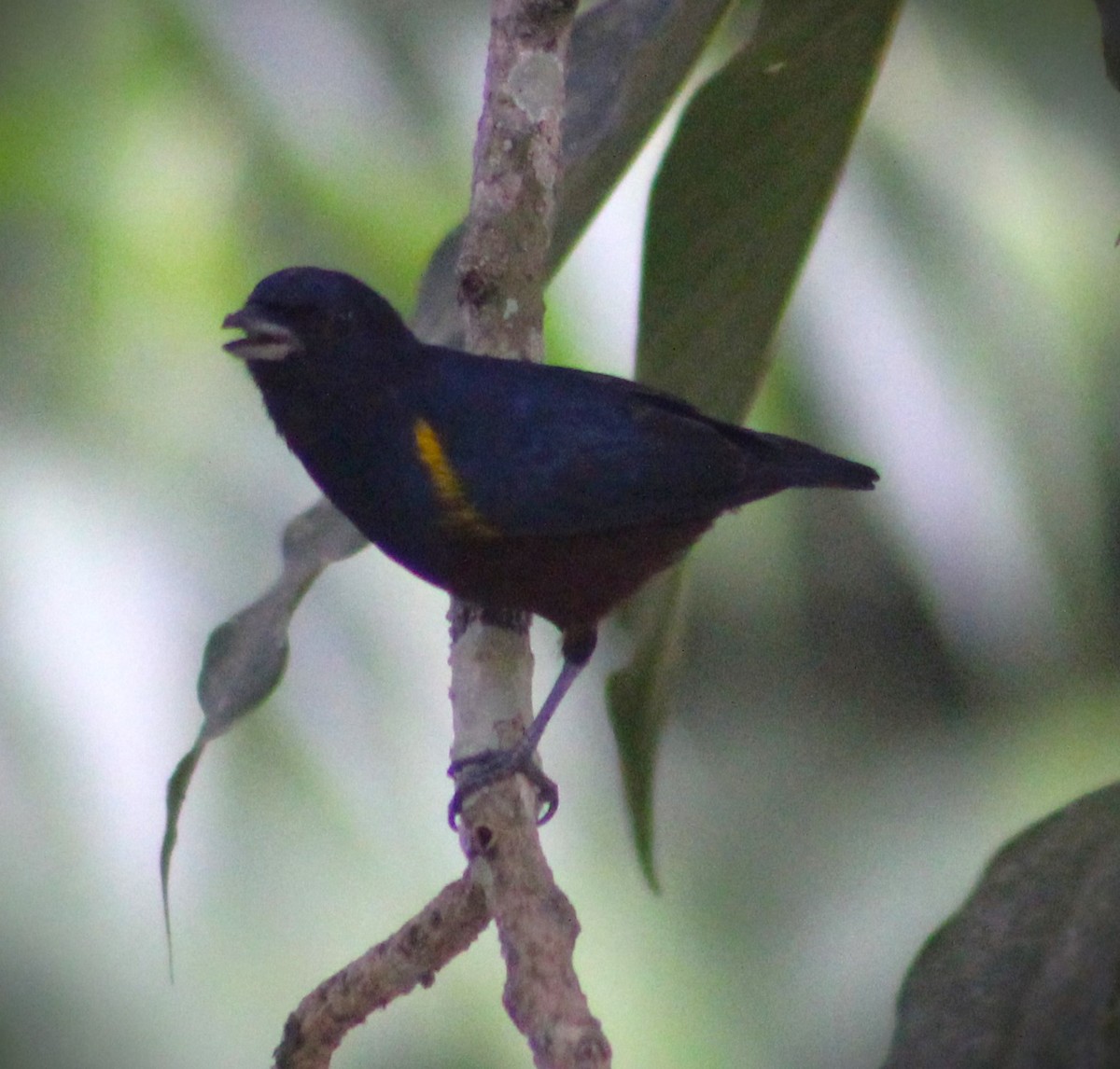 Chestnut-bellied Euphonia - ML620652971