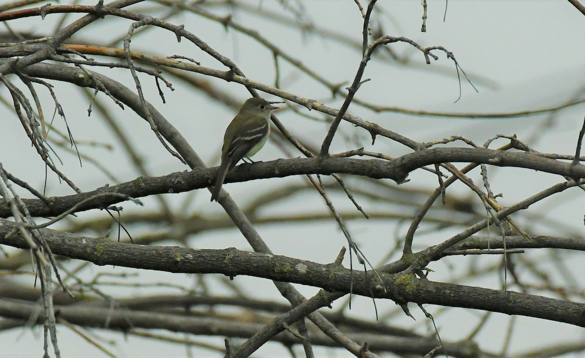 Least Flycatcher - ML620652974