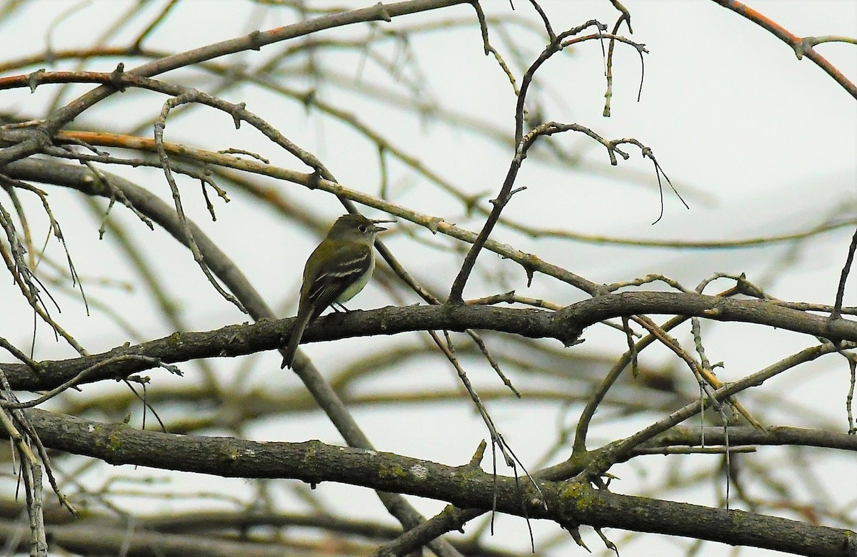 Least Flycatcher - ML620652975