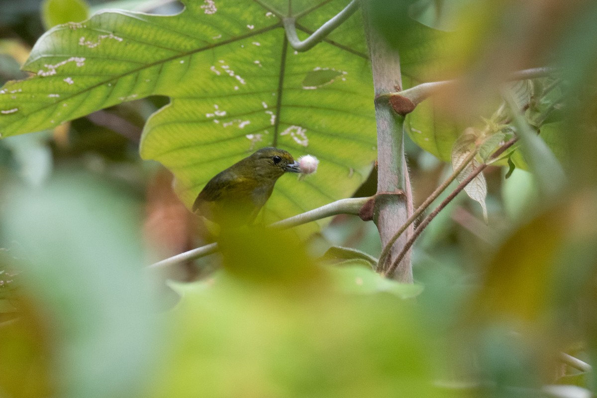 Eufonia sp. (Euphonia sp.) - ML620652977