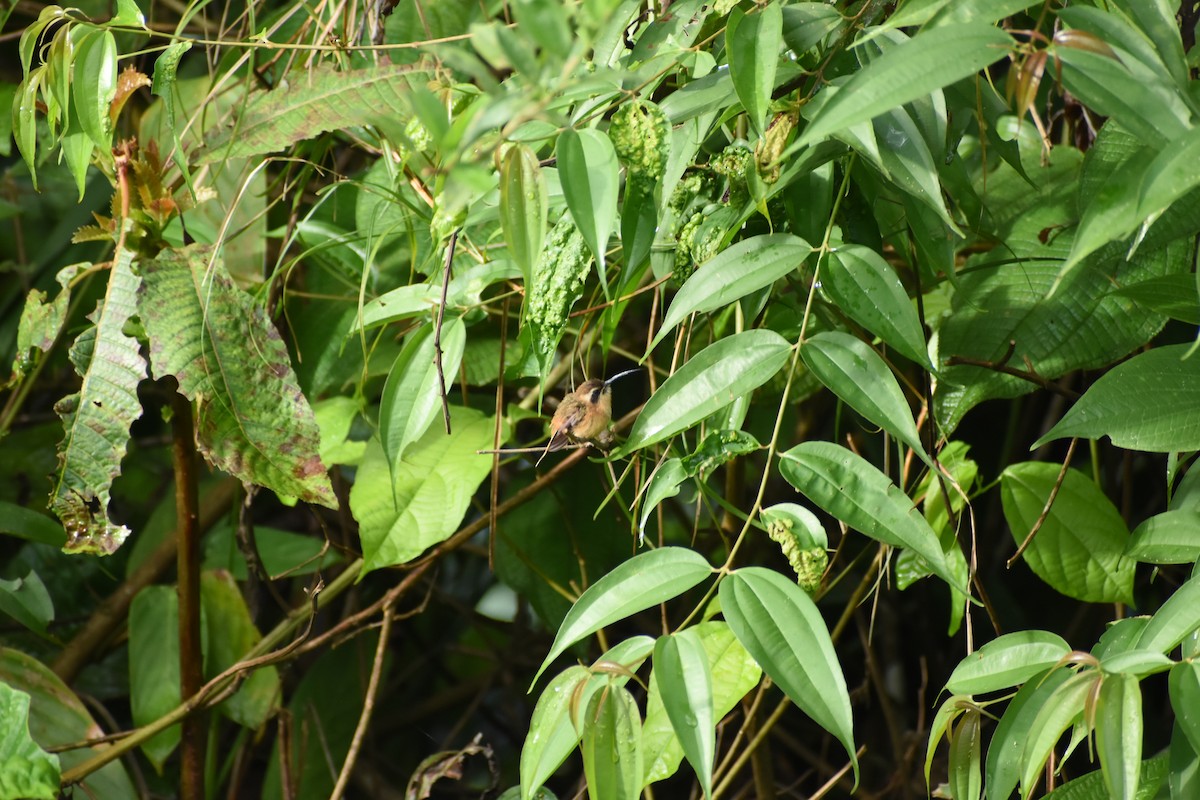 Серогорлый колибри-отшельник - ML620652978